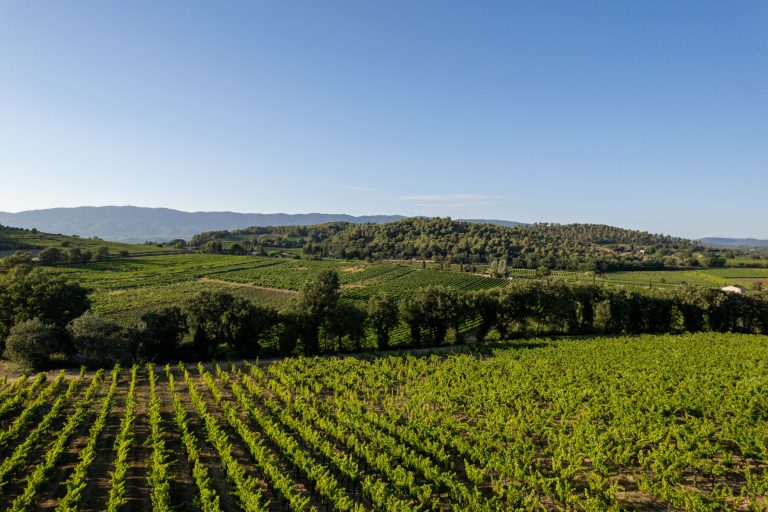 Le vignoble, un terroir extrême et délicat